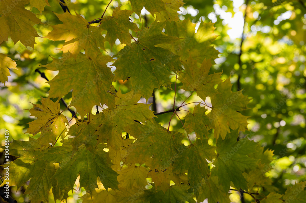 Colorful leaves in autumn time on maple tree. Colorful leaves in autumn time on maple tree.