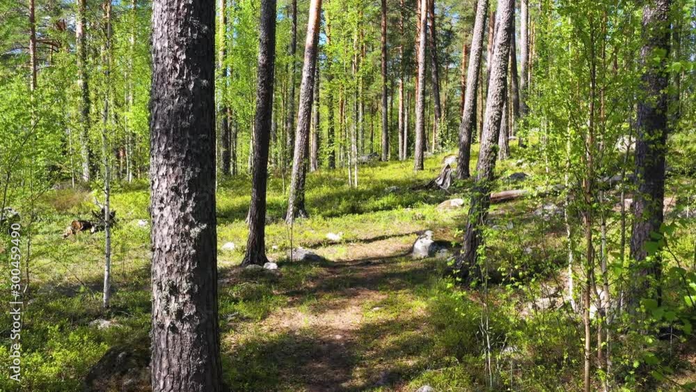 Summer Pine Forest In Sunny Day camera move forward Summer Pine Forest In Sunny Day camera move forward