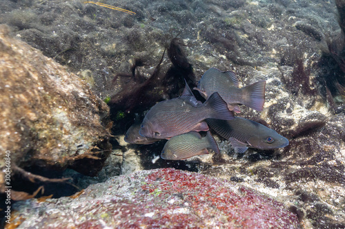 Mangrove Snapper (Lutjanus griseus)  gather in natural spring vents to warm themselves in the warm, 72 degree water.  photo