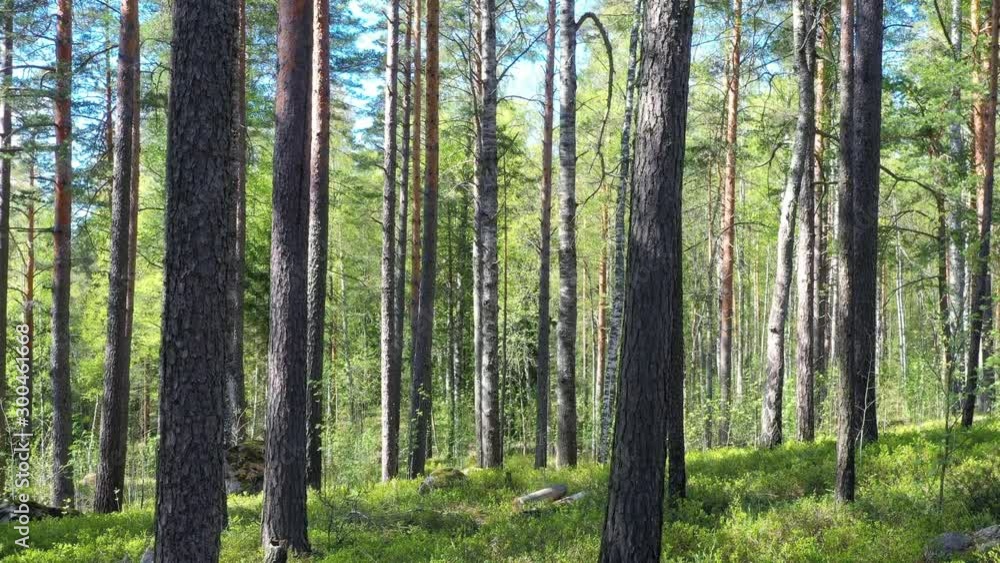 Summer Pine Forest In Sunny Day camera move up Summer Pine Forest In Sunny Day camera move up