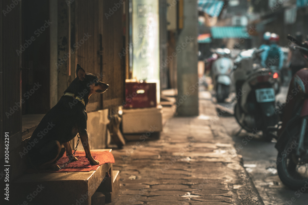 A lonely chained up dog wearing a collar waits for it's owner in the Streets of Hanoi, Vietnam, Asia during a beautiful morning sunrise A lonely chained up dog wearing a collar waits for it's owner in the Streets of Hanoi, Vietnam, Asia during a beautiful morning sunrise