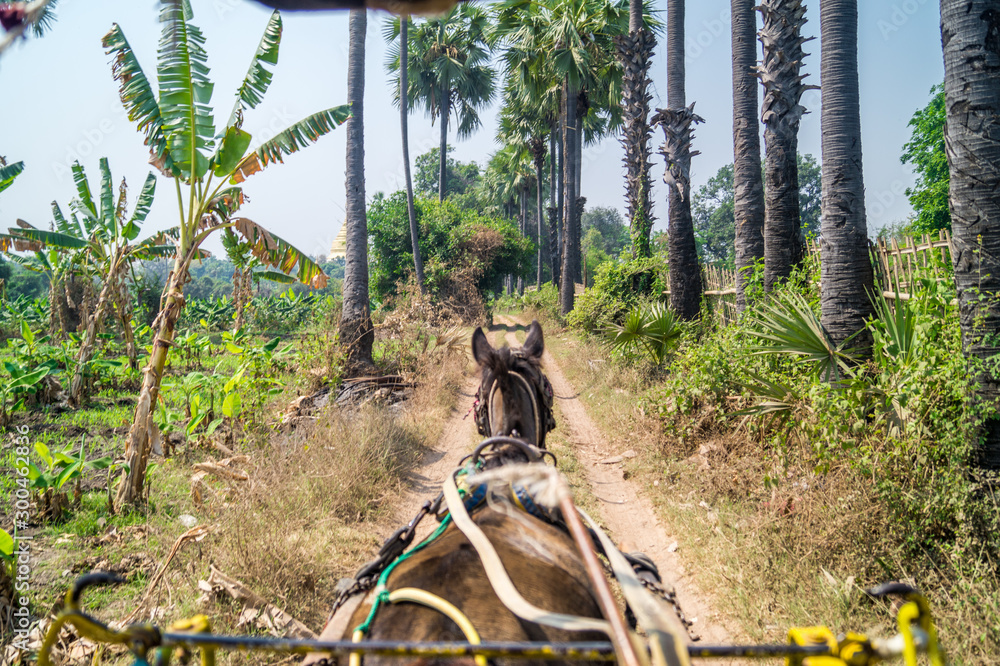 riding hourse on a rural road in asia