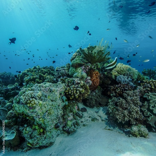 coral reef with fish © sutiyono