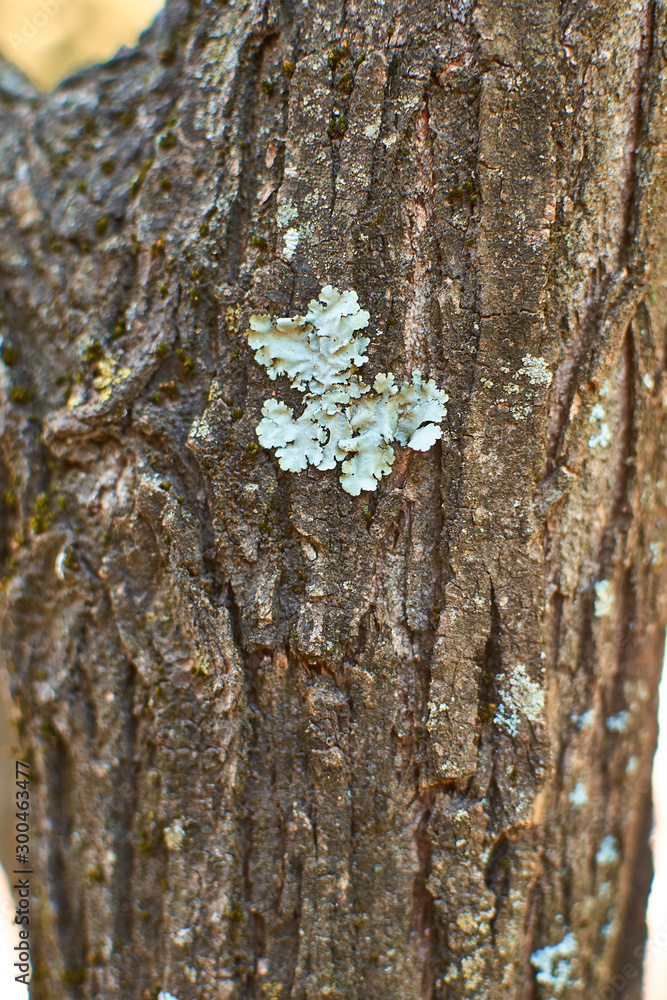 Obraz premium bark of a tree