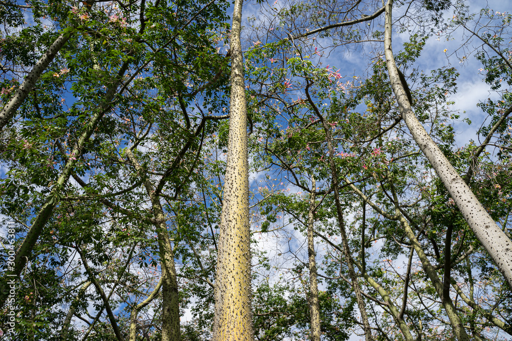 Fototapeta premium Ceiba Speciosa at Turia garden. Valencia, Spain