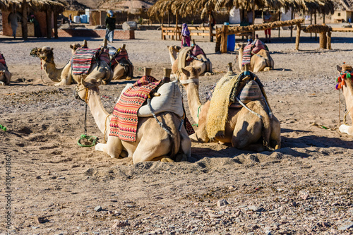 Camels in arabian desert not far from the Hurghada city, Egypt © ihorbondarenko