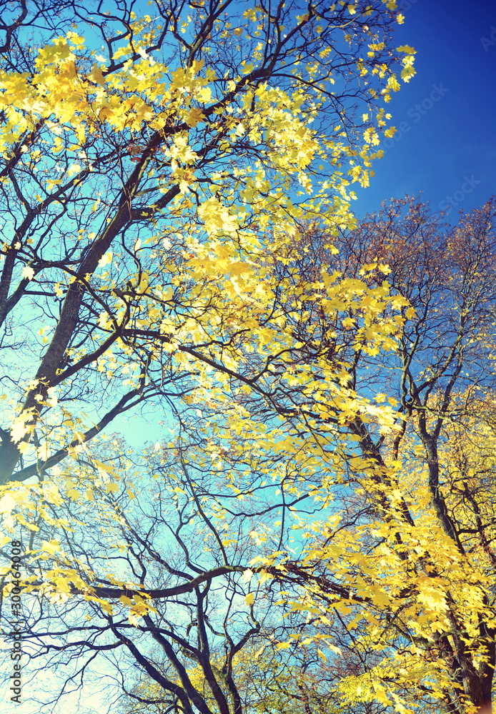 Autumn in Oslo Norway. Yellow leaves on blue sky Autumn in Oslo Norway. Yellow leaves on blue sky