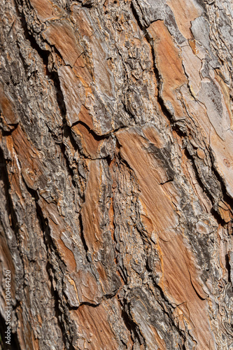 Pine tree trunk texture as background. Valencia, Spain © l_martinez