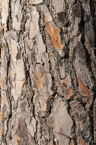 Fototapeta Naklejka Na Ścianę i Meble -  Pine tree trunk texture as background. Valencia, Spain