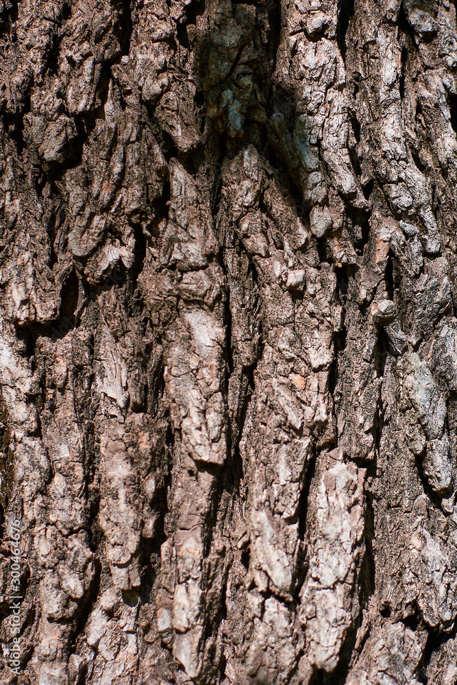 bark of a tree