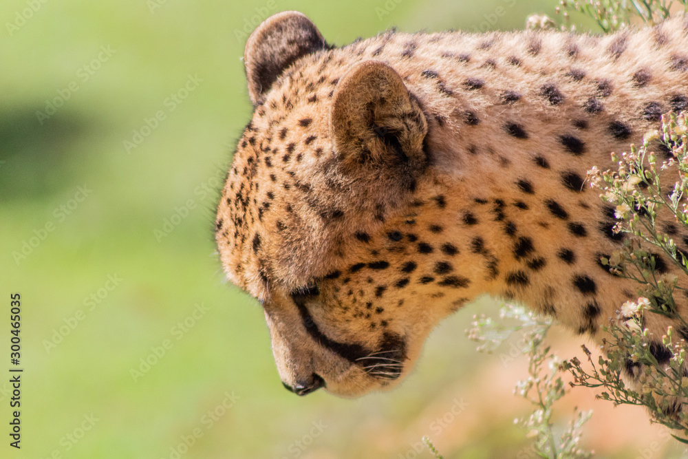 Fototapeta premium a cheetah enjoying in a green meadow