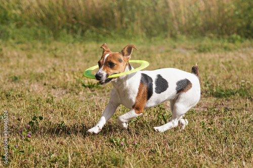 Fototapeta Naklejka Na Ścianę i Meble -  Small Jack Russell terrier running with neon green throwing disc she plays with, on meadow