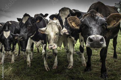 Billede på lærred Closeup of a group of cows in the pasture under the dark sky