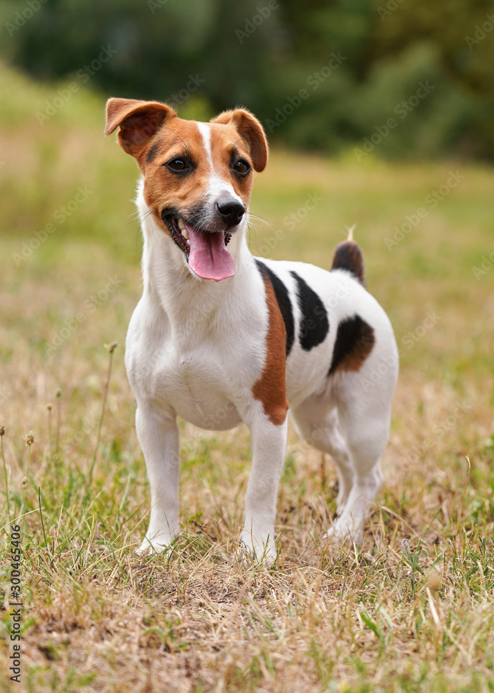 Small Jack Russell terrier standing on meadow, her tongue out