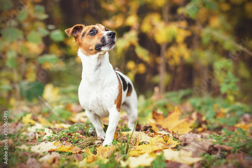 Small Jack Russell terrier walking on leaves in autumn, yellow and orange blurred trees background