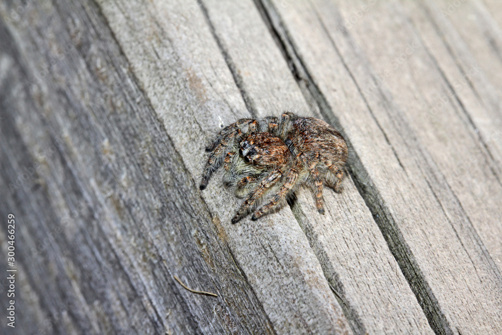 Obraz premium ragno salticida (Philaeus chrysops - femmina)