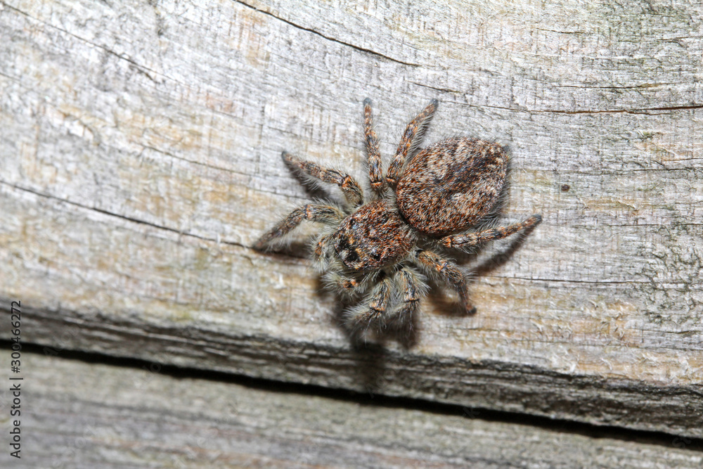 Obraz premium ragno salticida (Philaeus chrysops - femmina)