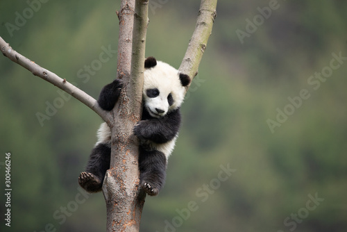giant panda cub in a tree photo