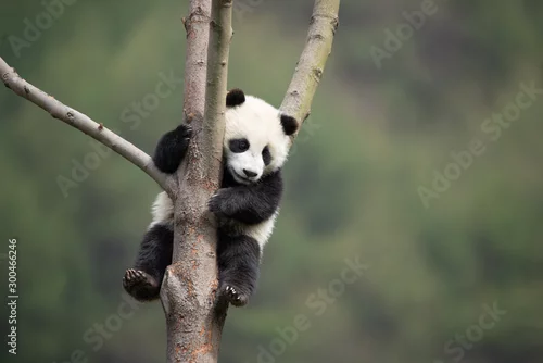 Obraz gigantyczne panda cub na drzewie