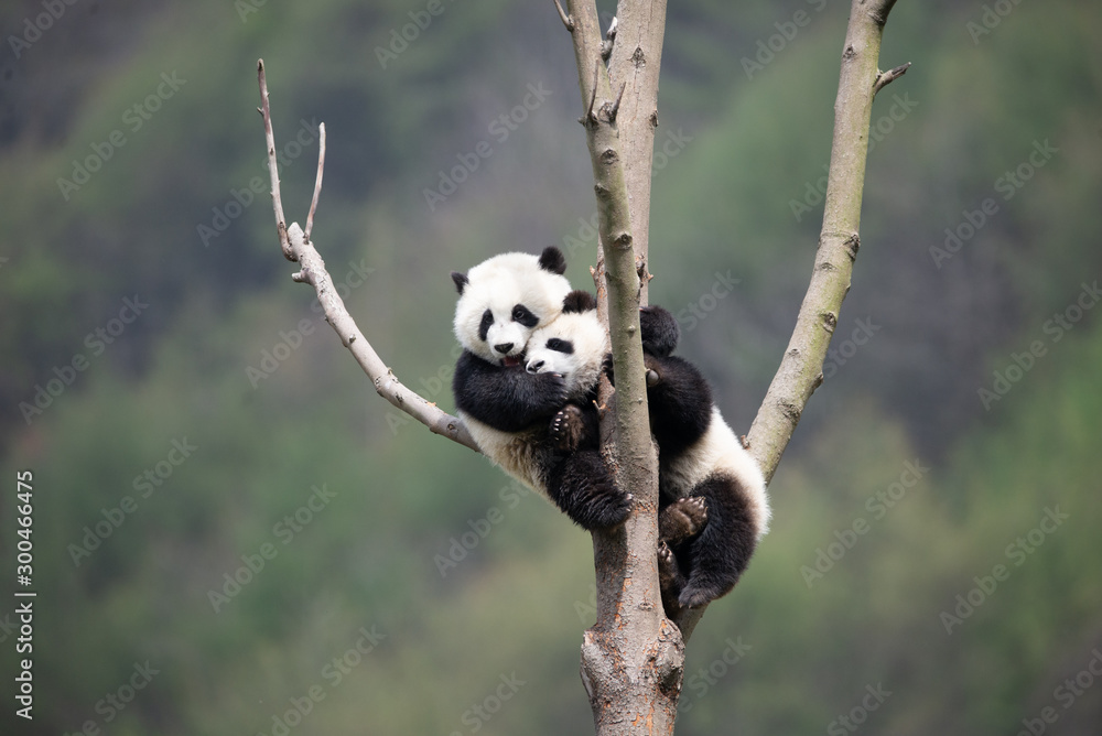 Obraz premium giant panda cub in a tree