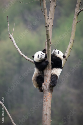 playful giant panda cubs in a tree photo