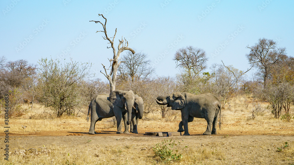 elephants in kruger national park, mpumalanga, south africa 14