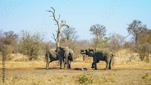 elephants in kruger national park, mpumalanga, south africa 14