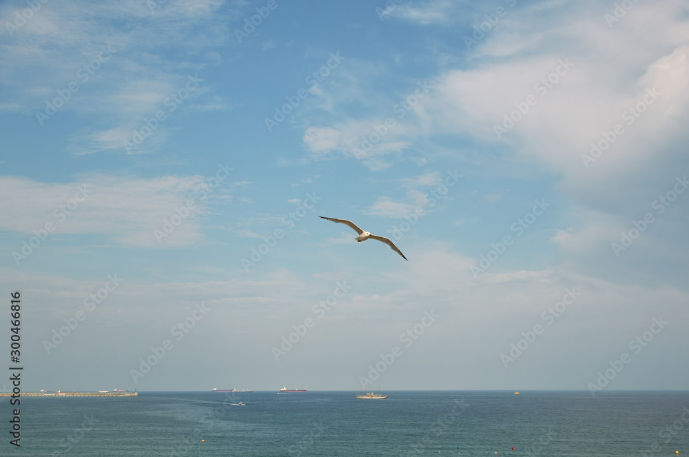 Seagull flying in the sky above the sea