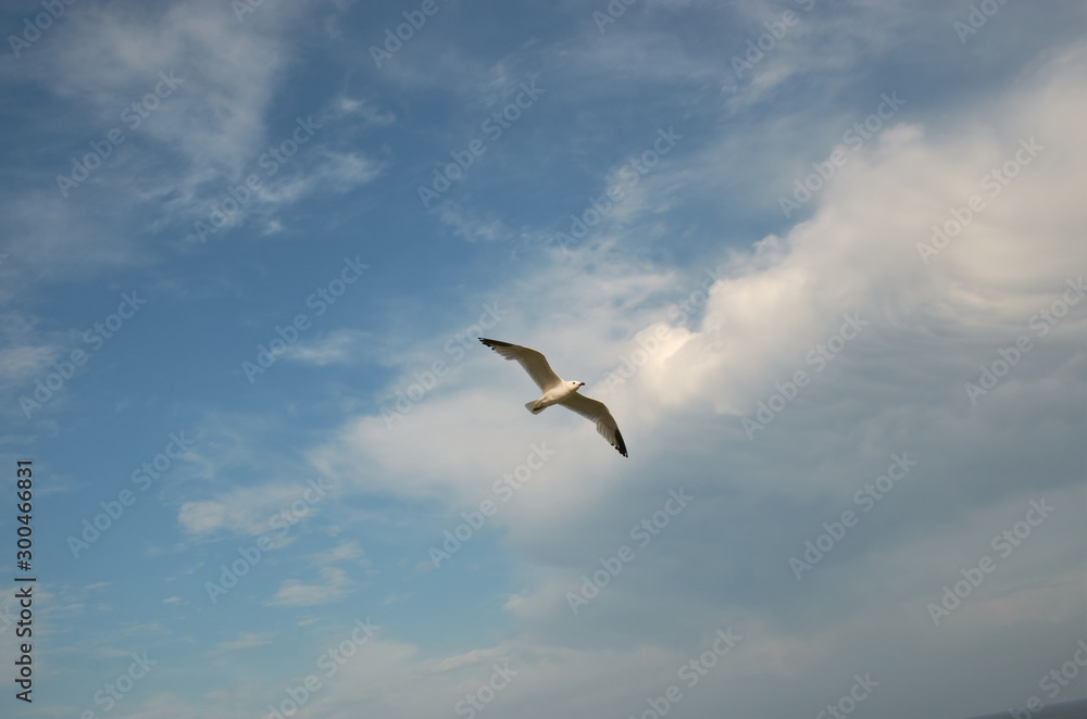 Seagull flying in the sky with clouds Seagull flying in the sky with clouds