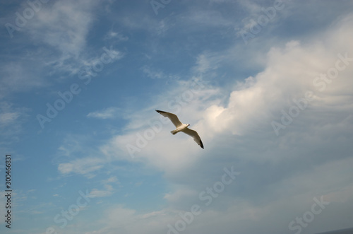 Seagull flying in the sky with clouds