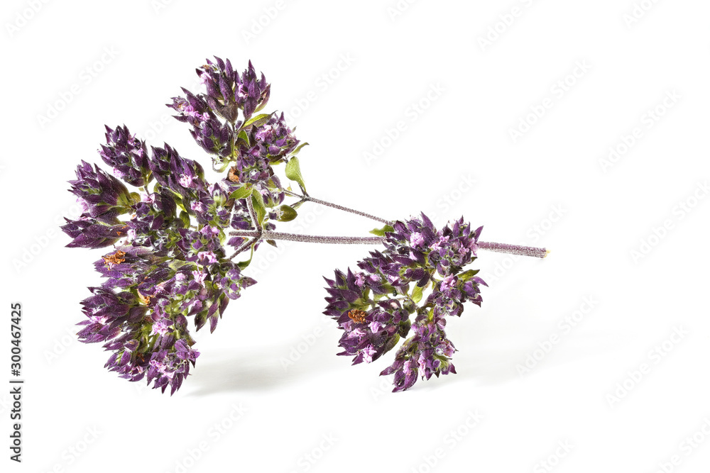 Oregano - Origanum vulgare - aka. sweet wild marjoram leaves and flowers dried, isolated on white background - obrazy, fototapety, plakaty 