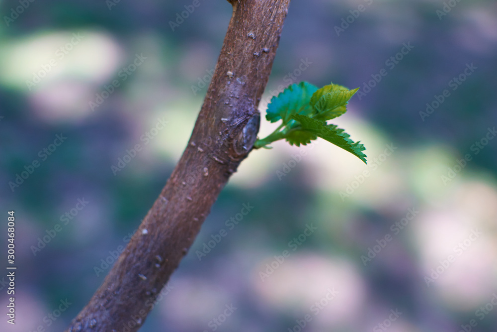 branch of tree with drops of water branch of tree with drops of water