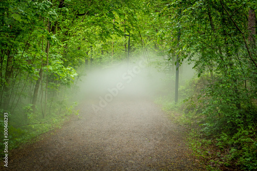 morning walk through misty forest © Denis Feldmann