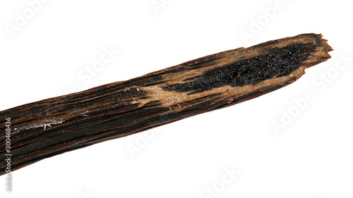 Bourbon vanilla bean detail, end cut, caviar like seeds at right, small white crystals of pure vanillin visible left side. Closeup macro detail isolated on white background