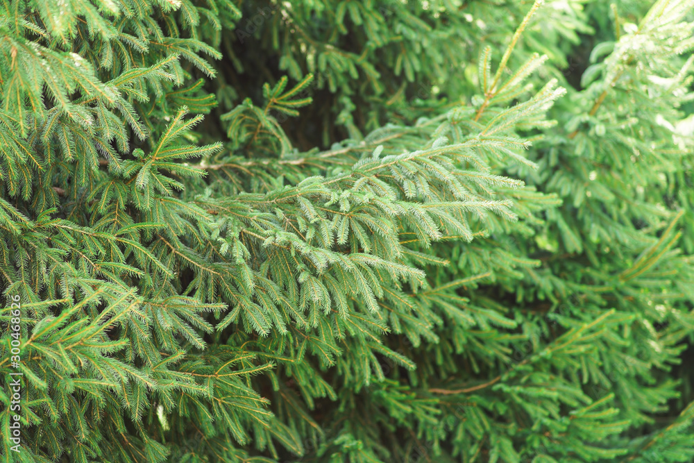 Fir on spruce tree, shallow depth of field photo, only few needles in focus - abstract forest nature background Fir on spruce tree, shallow depth of field photo, only few needles in focus - abstract forest nature background