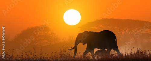 Canvas Print mother elephant with baby at sunset