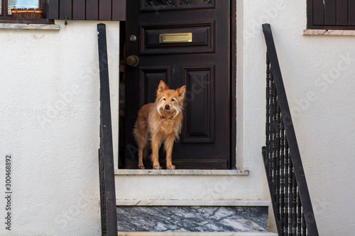 Dog guarding the house door