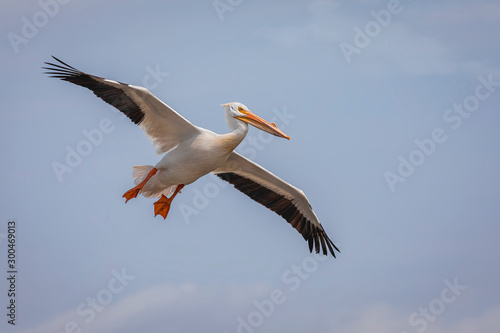American White Pelican in breeding colors, gliding in flight