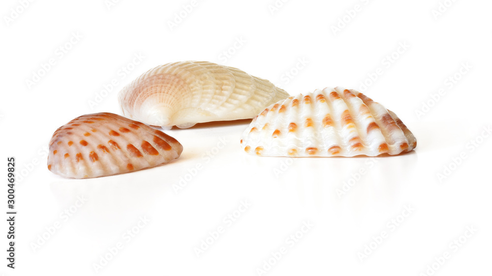 Three tiny scallop sea shells isolated on white background, closeup detail Three tiny scallop sea shells isolated on white background, closeup detail