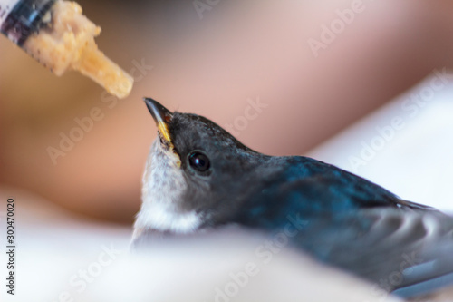 Feeding a baby swallow with syringe photo