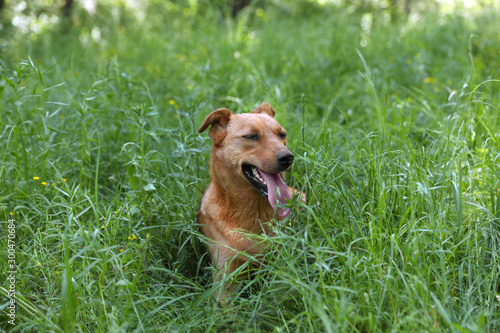 Homeless dog in green grass. Concept of volunteering and animal shelters