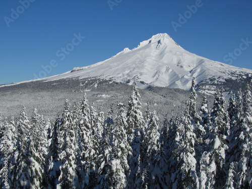 A winter view of a snow covered Mt. Hood. Snow covered trees in the foreground and clear bly sky. South Side – Mt. Hood National Forest. photo