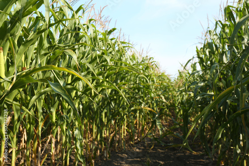 Beautiful view of corn field on sunny day