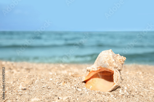 Beautiful shell on sand near sea, space for text. Beach object