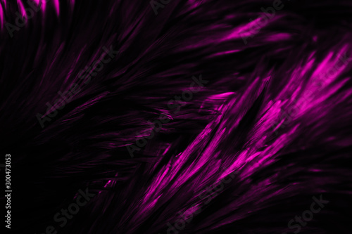 Beautiful abstract colorful blue black red and pink feathers on dark background and soft white purple feather texture on white pattern © Weerayuth