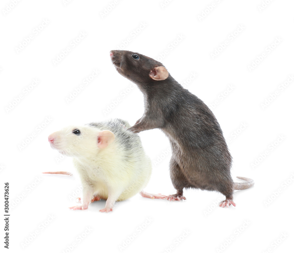 Cute rats on white background. Small rodent Cute rats on white background. Small rodent