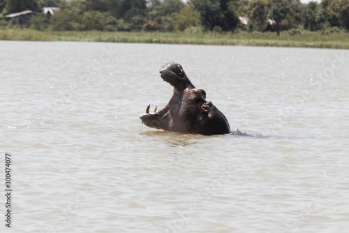 Head of a Hippopotamus, Hippopotamus amphibious, at the Tana Lake