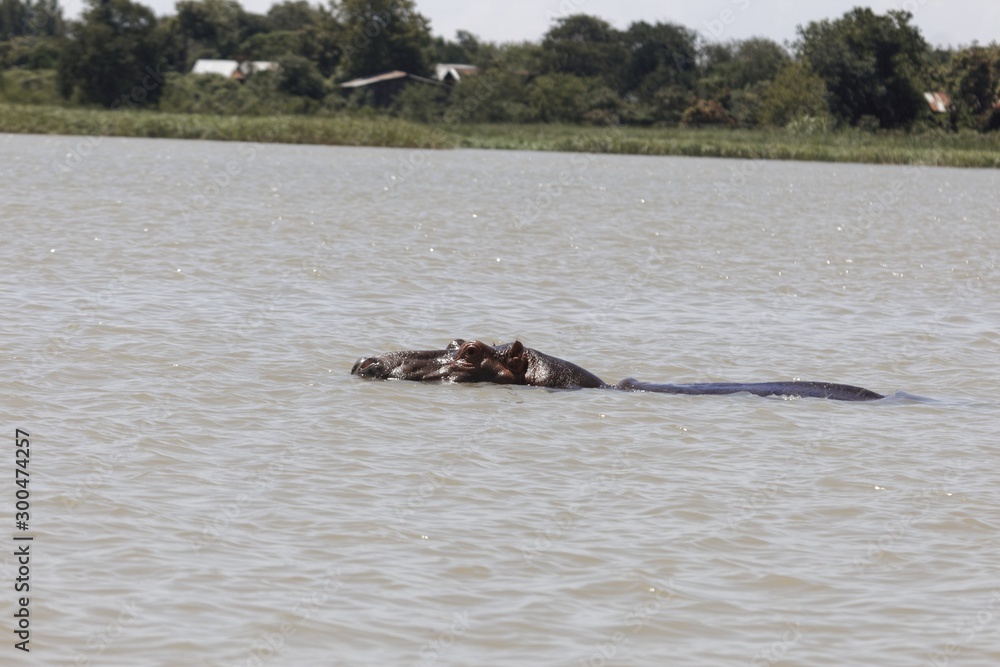 Head of a Hippopotamus, Hippopotamus amphibious, at the Tana Lake Head of a Hippopotamus, Hippopotamus amphibious, at the Tana Lake