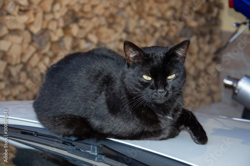 A black cat sitting on a stone