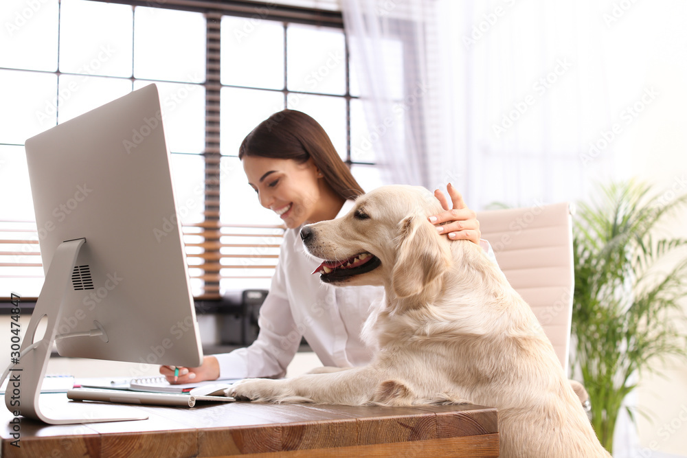 Young woman working at home office and stroking her Golden Retriever dog - obrazy, fototapety, plakaty 